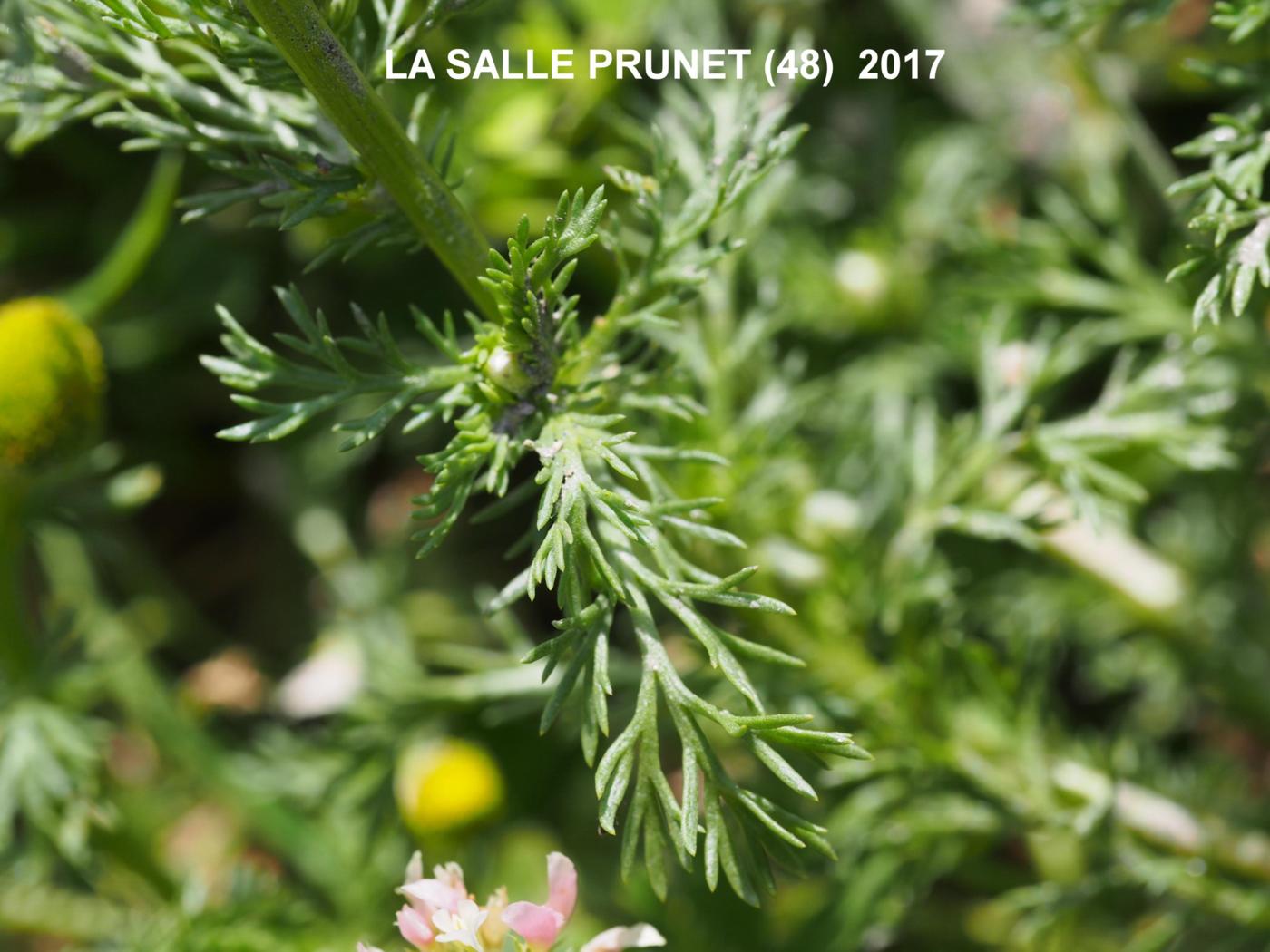 Mayweed, Rayless, Pineapple weed leaf